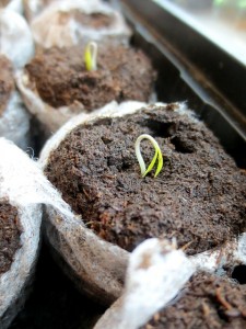organic gardening seed in pots