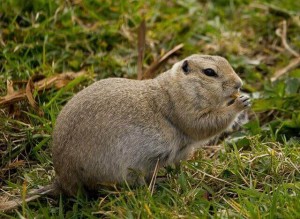 protect your Garden from Gophers