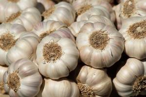 garlic can create an inhospitable environment for many insects