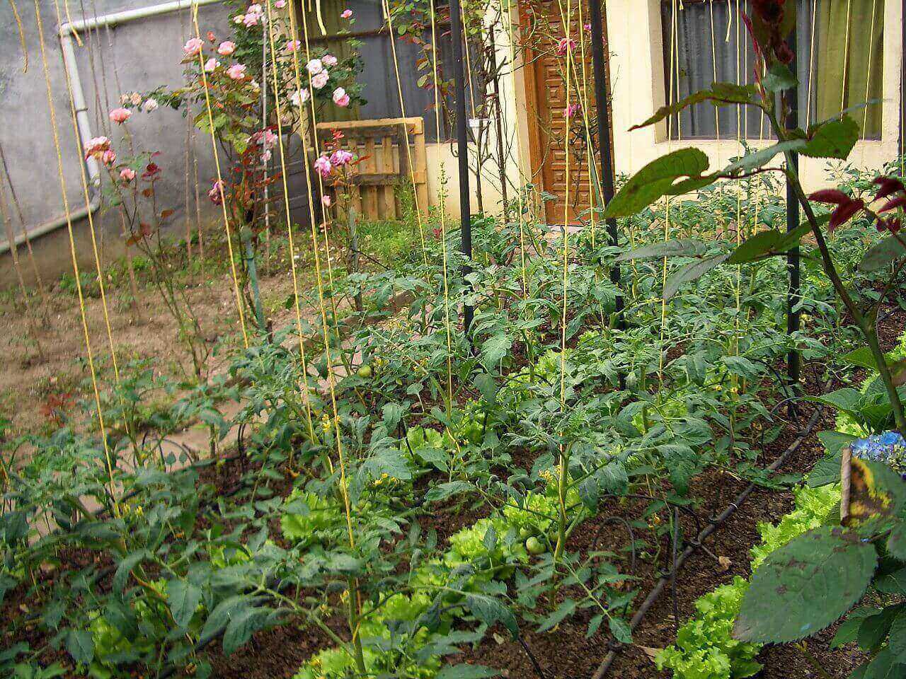 Tips To Grow Healthy Foods Through Backyard Organic Gardening