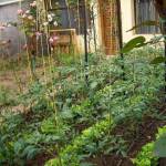 Useful tips to grow healthy foods at backyard for your family