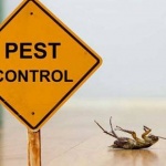 Most of the expert pest control services additionally offer preventive pest and rodent extermination measures