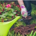 Get out in your garden and see how gardening banishes stresses of life