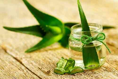 There are many varieties of Aloe Vera approximately 350 but around 4 of them have significant healing properties