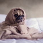 Here are some ideas that will help you keep your pets safe during coronavirus pandemic