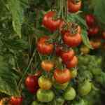 It´s fairly easy and straightforward when you start an organic vegetable gardening project