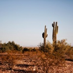Two cactuses in desert