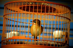 Bird in a cage passing customs regulation in Saudi Arabia